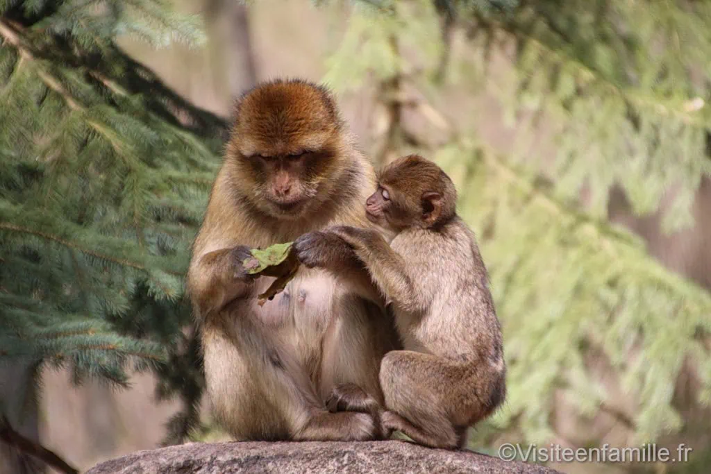 Singes Magot à la montagne des singes