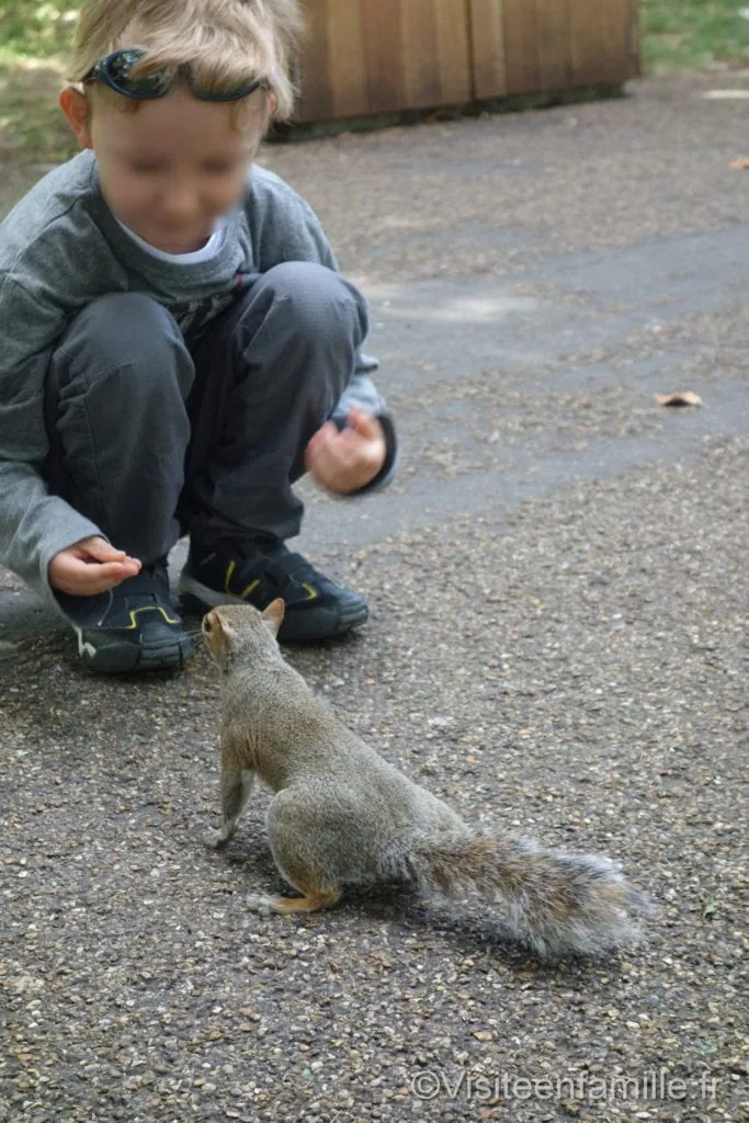 St James’s Park ecureuil