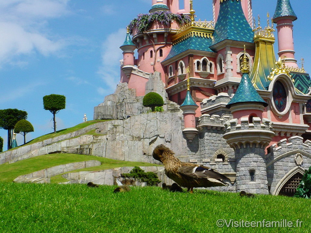 Canard devant le chateau Disneyland Paris