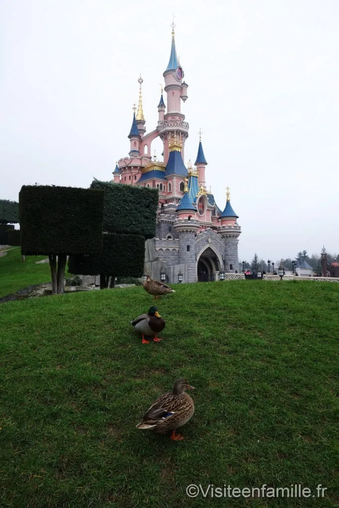 Pleins de canards devant le chateau Disneyland Paris