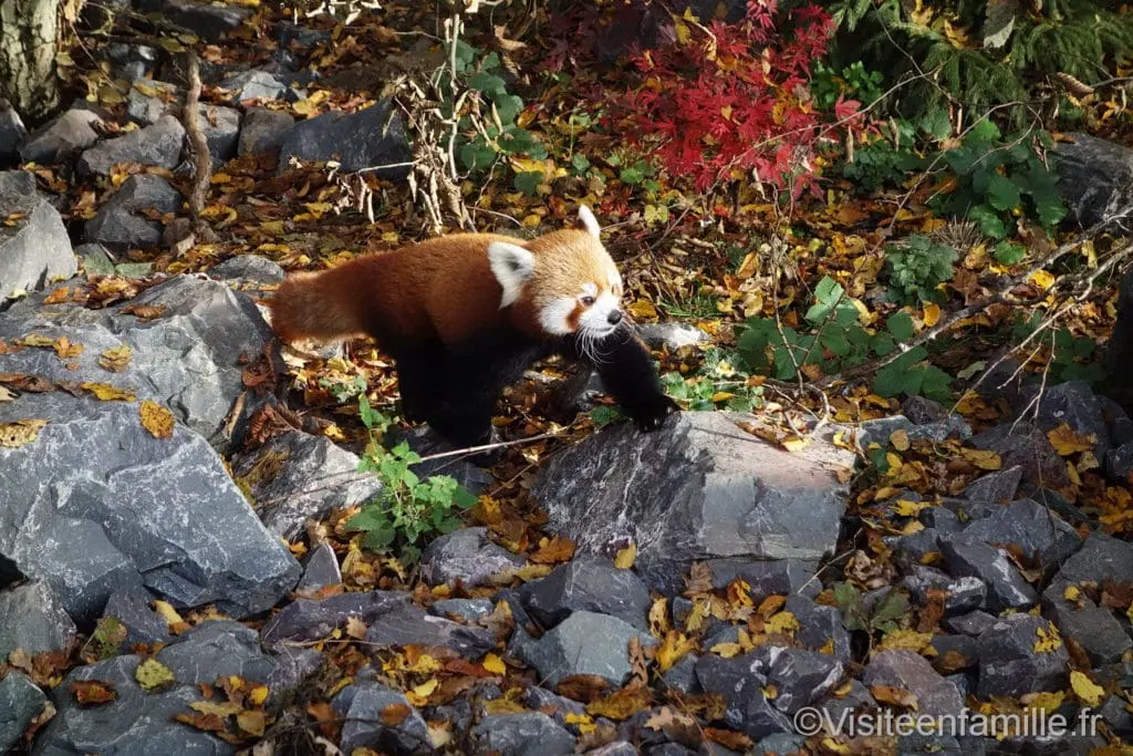 panda roux sur une pierre au parc de Sainte-Croix