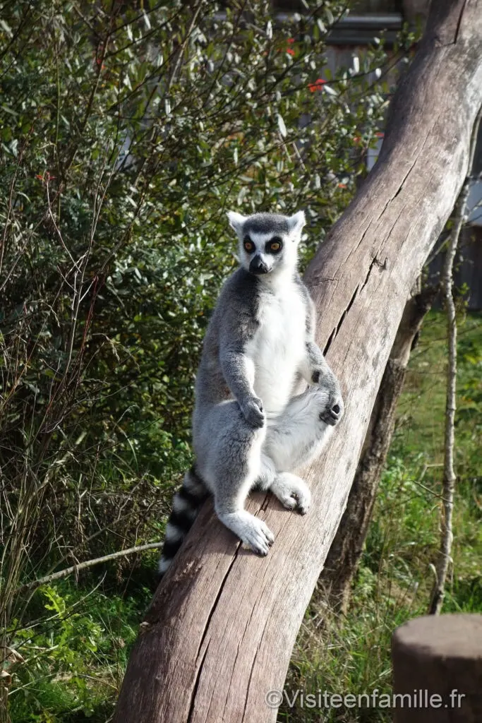 Lémurien sur un arbre parc de Sainte-Croix