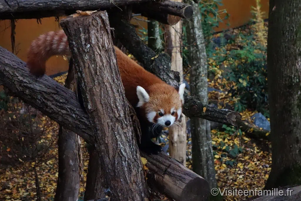Panda roux dans les arbres parc de Sainte-Croix