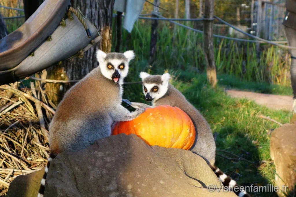 Des lémuriens qui mangent une citrouille au parc de Sainte-Croix