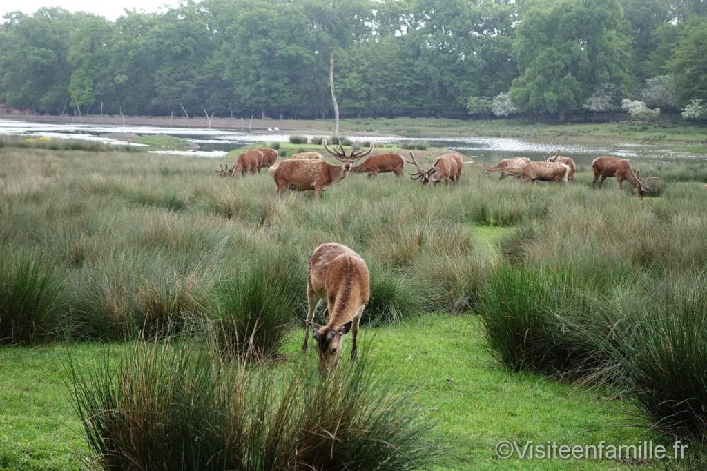 des cerfs au parc de Sainte-Croix