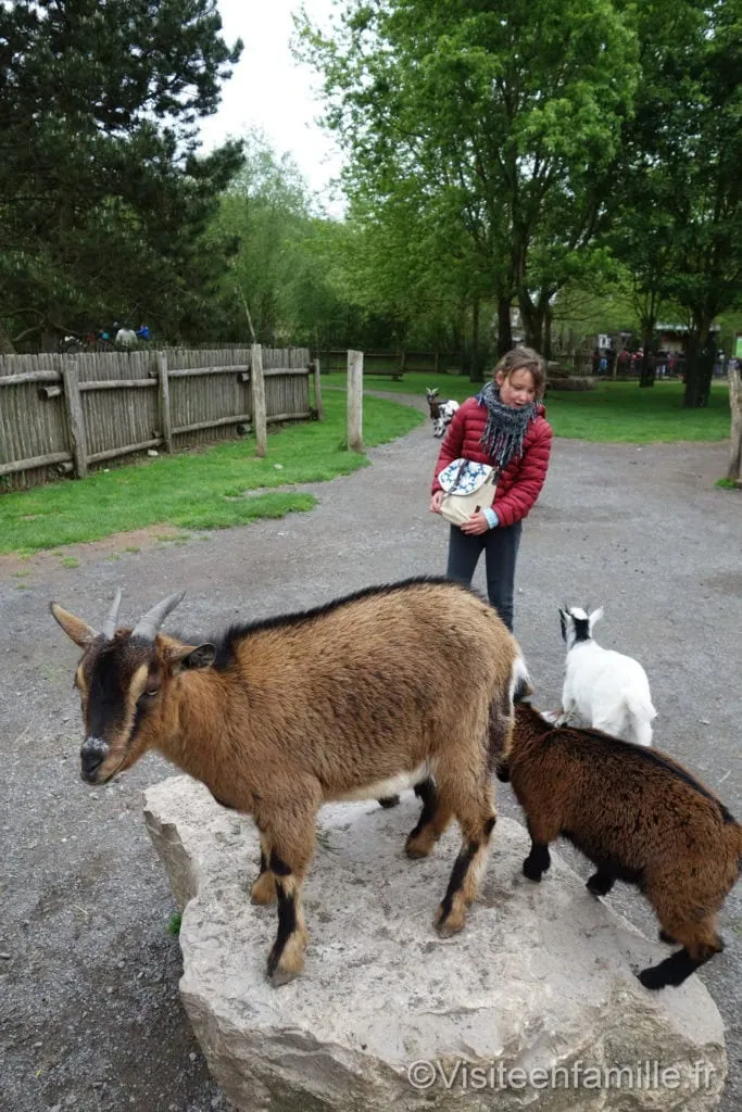 Des chèvres au parc de Sainte-Croix