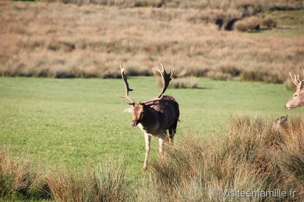 Cerf au parc de Sainte Croix