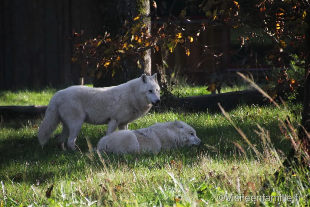 Loup blanc au parc de Sainte-Croix