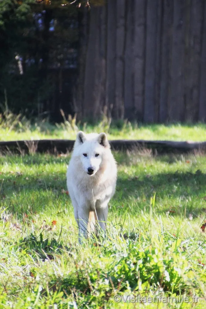 Loup blanc qui regarde au parc de Sainte-Croix