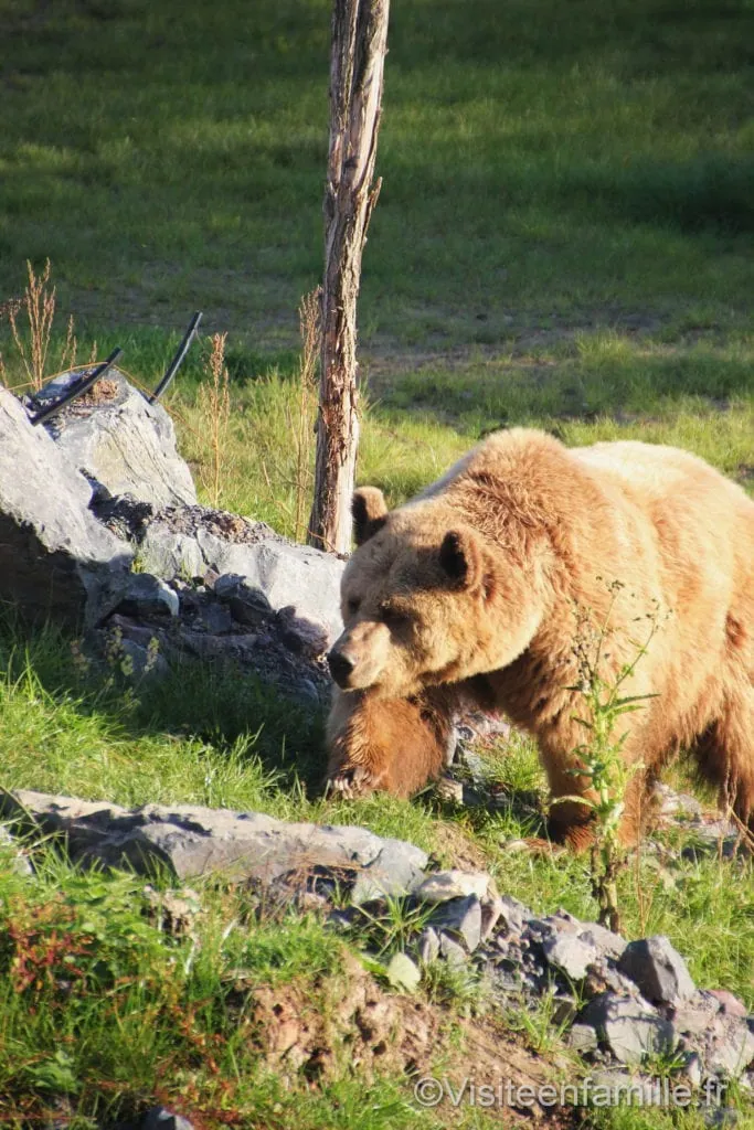 Ours brun parc de Sainte-Croix