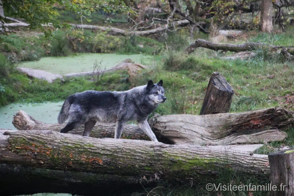 loup gris parc de Sainte-Croix