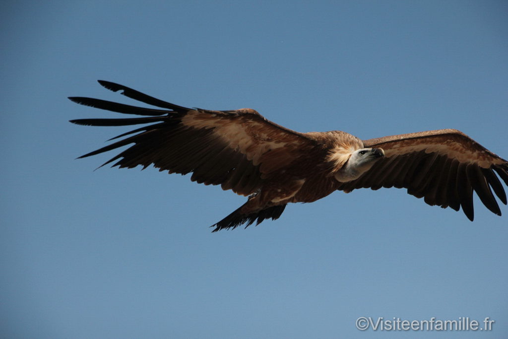 Un vautour pour le spectacle Le Bal des Oiseaux Fantômes au Puy du Fou