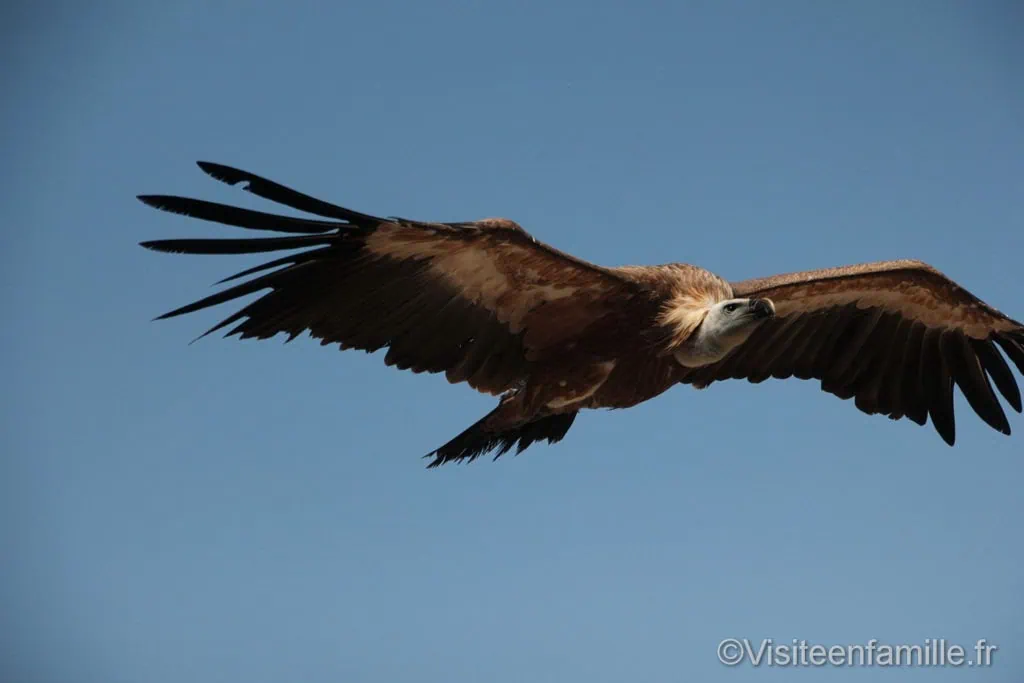 Un vautour pour le spectacle Le Bal des Oiseaux Fantômes au Puy du Fou
