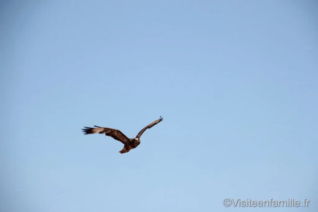 Aigle qui vole Puy du Fou