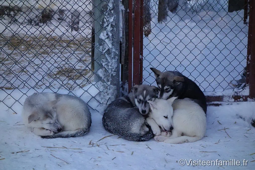 bebes-chiens