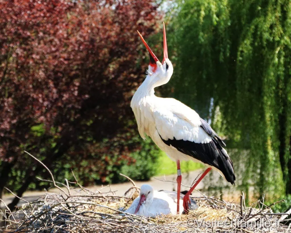 cigognes