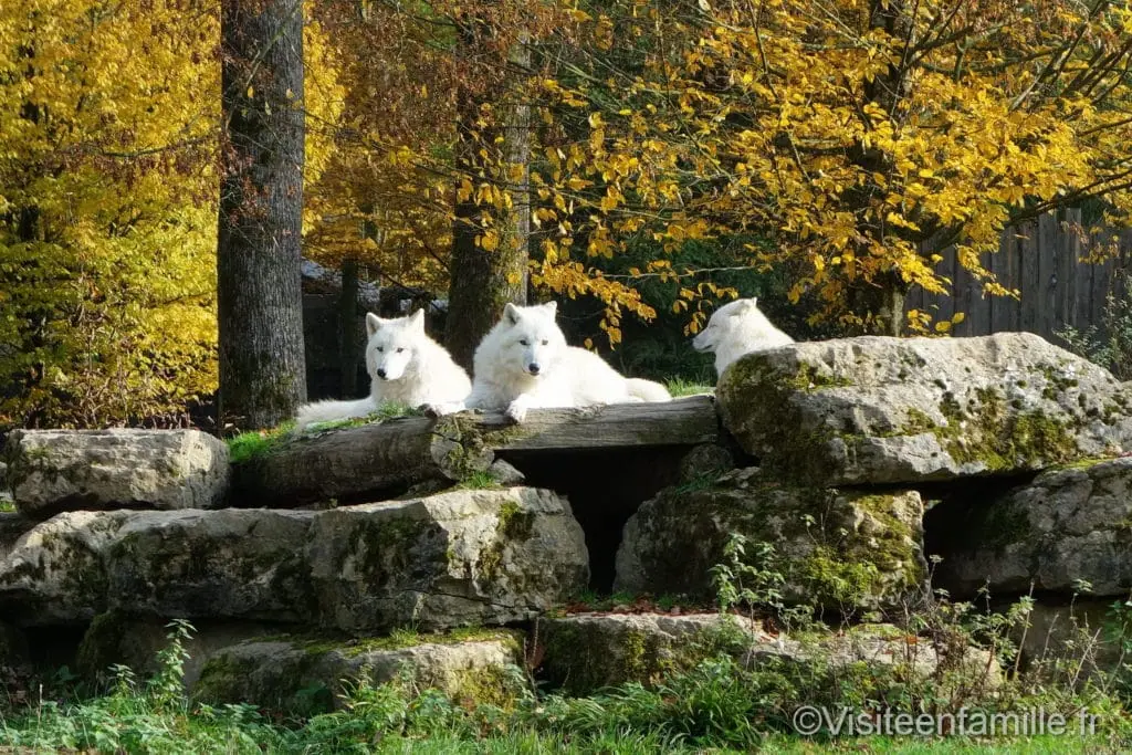 Meute de loups blancs parc de Sainte-Croix