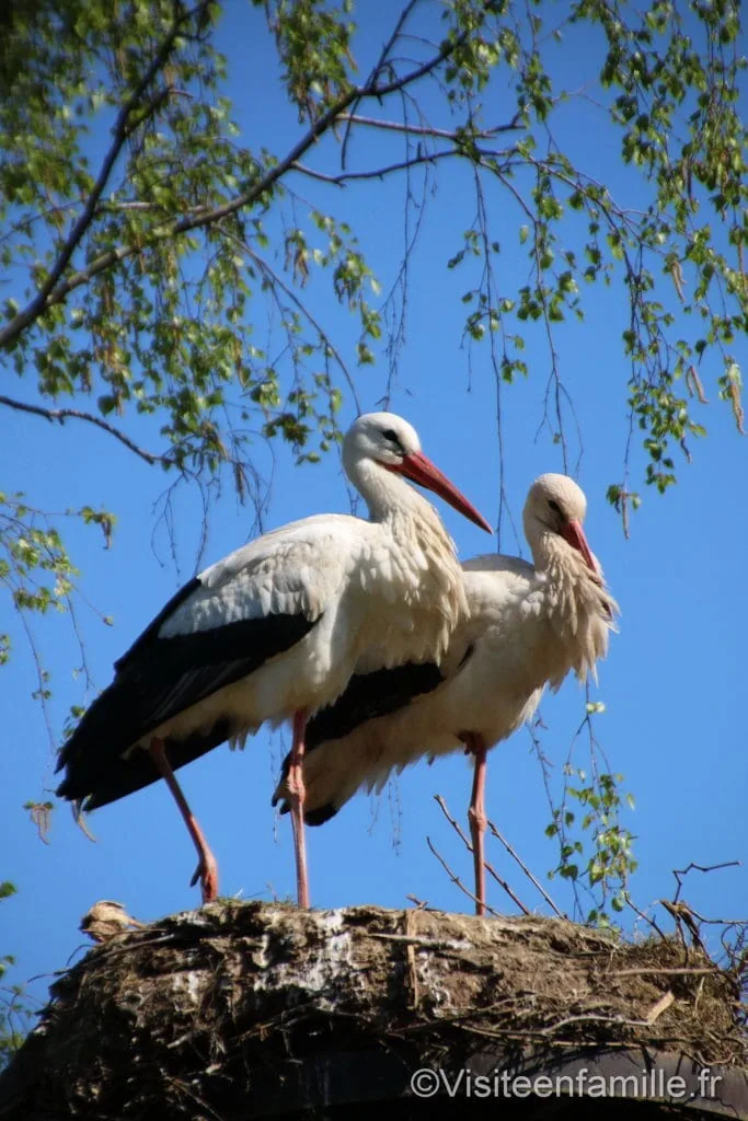 nid-de-cigognes