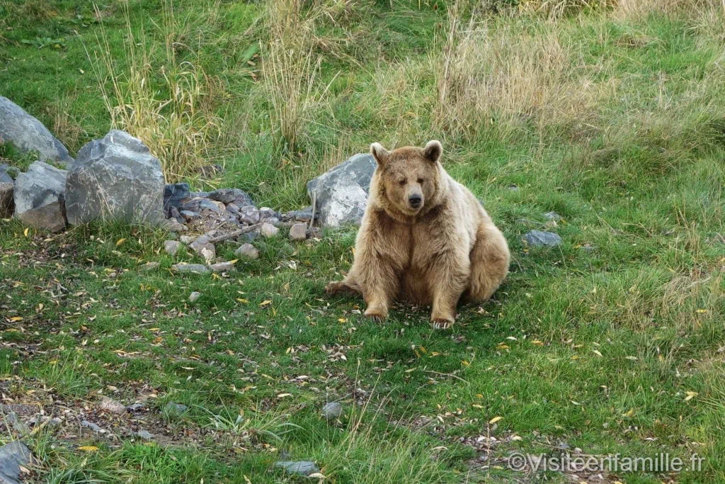 Ours brun au parc de Sainte-Croix