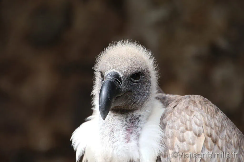 volerie-des-aigles1