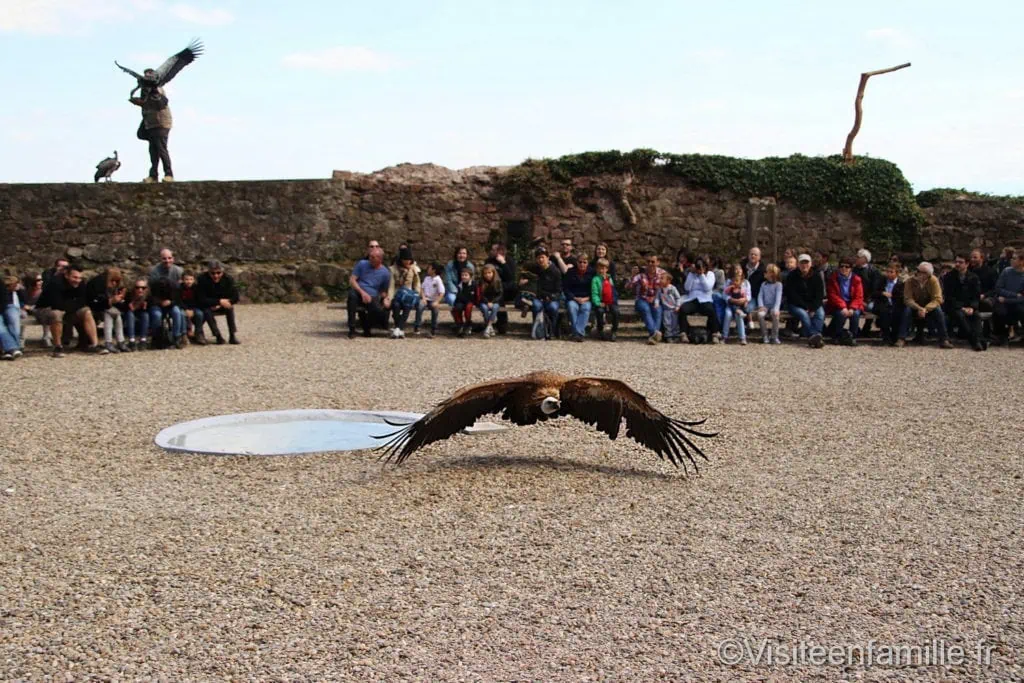 volerie-des-aigles2