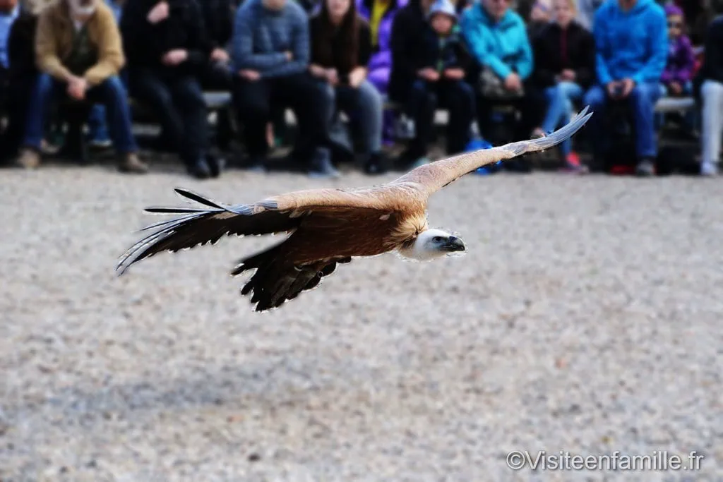 volerie-des-aigles3