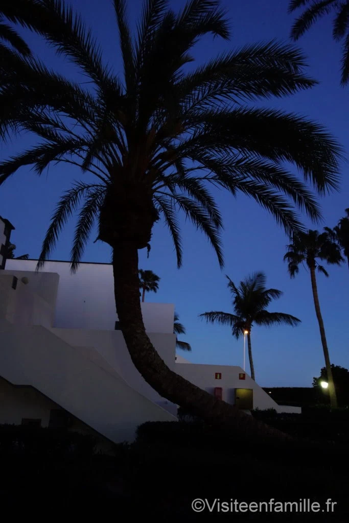 Arbre dans Hôtel Riu Paraiso