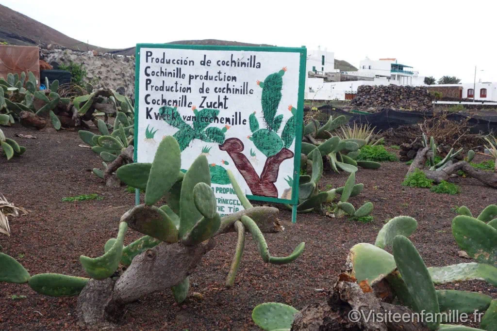 Lanzarote