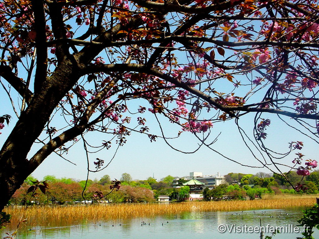 Cerisier en fleur Parc Ueno