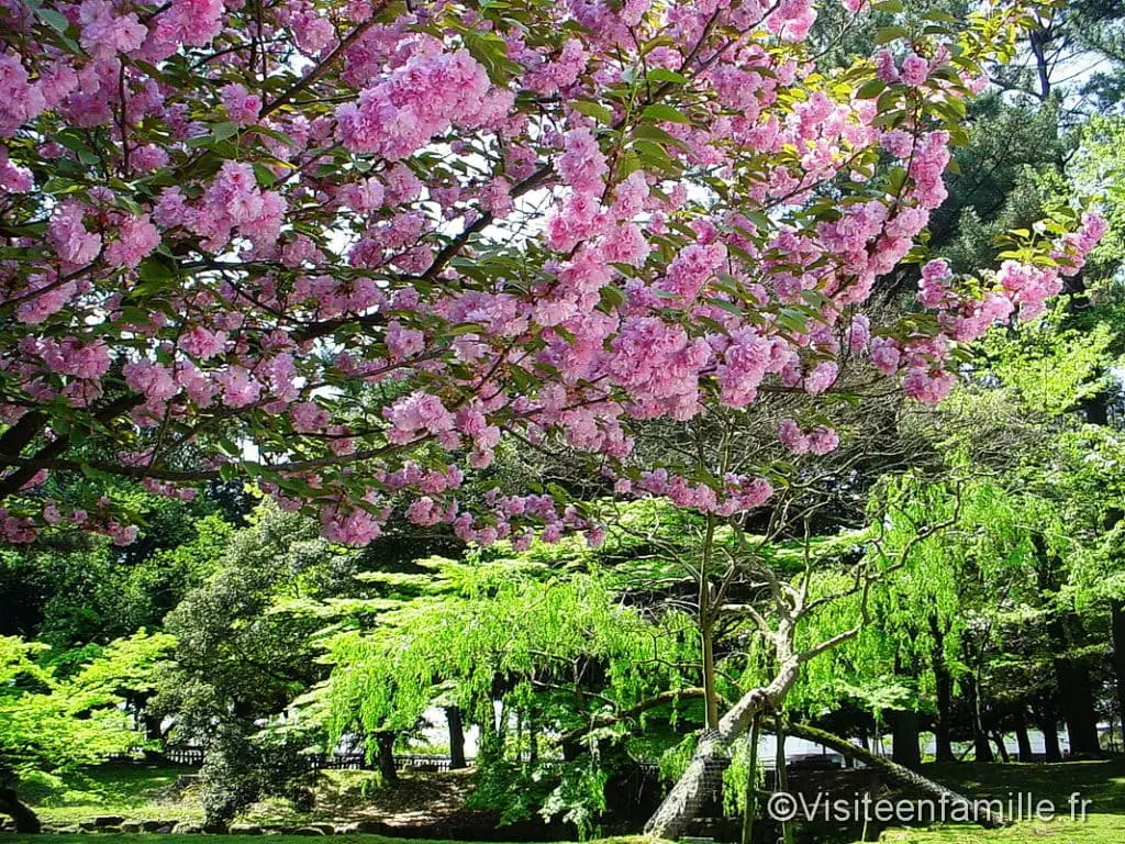 La Chartreuse du Reposoir Le Japon, voyage aux pays du soleil levant