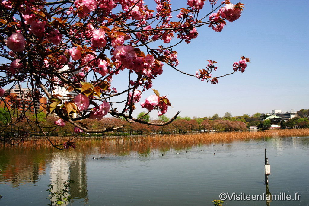Cerisier en fleur Parc Ueno
