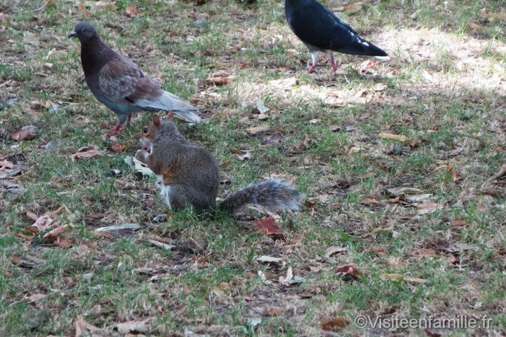 écureuil et pigeon