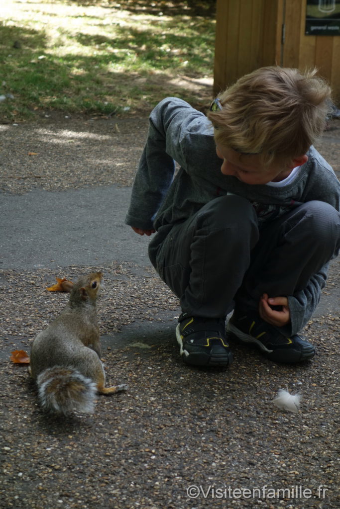 écureuil et les enfants