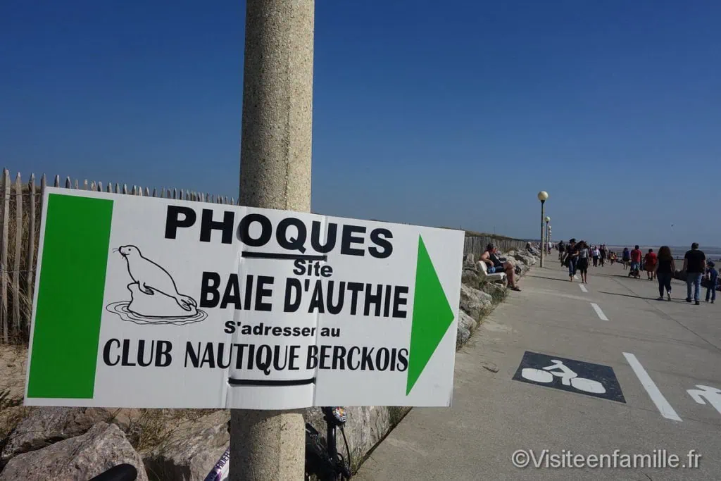 phoques