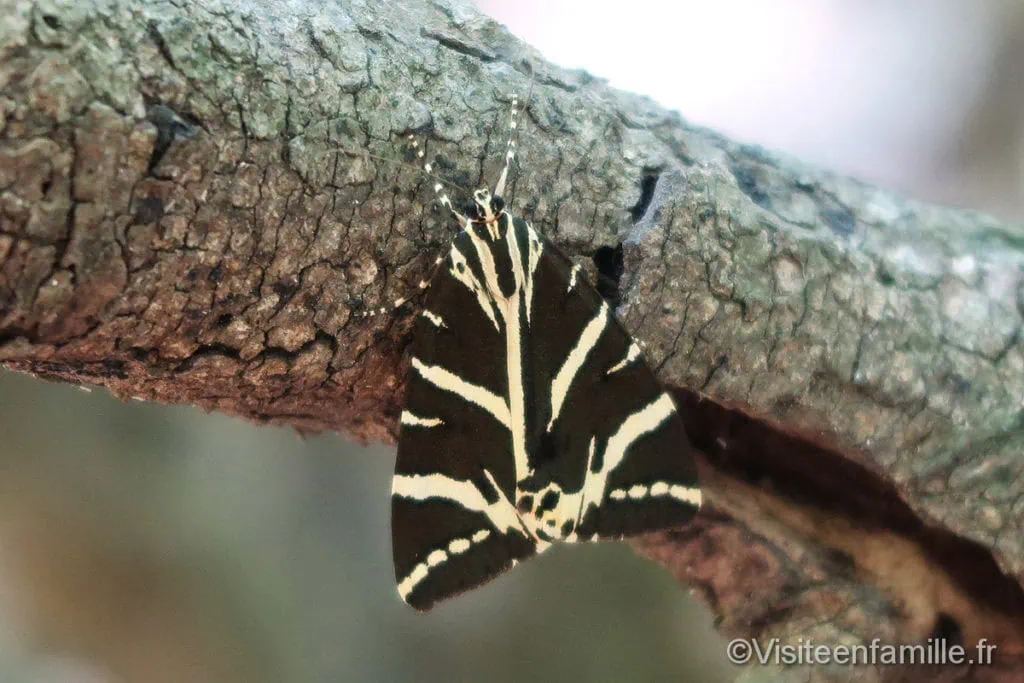 papillons