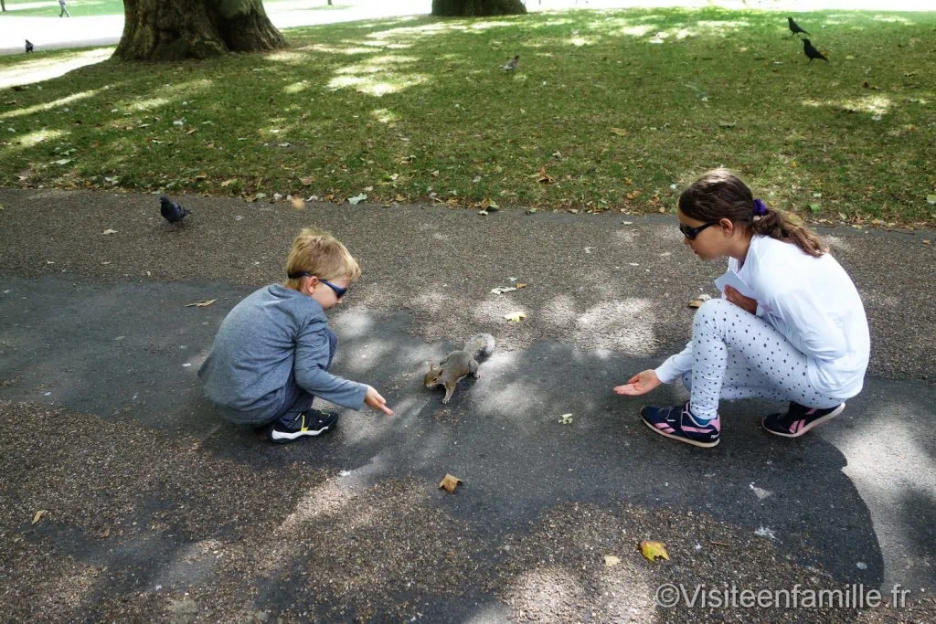 écureuil à londres