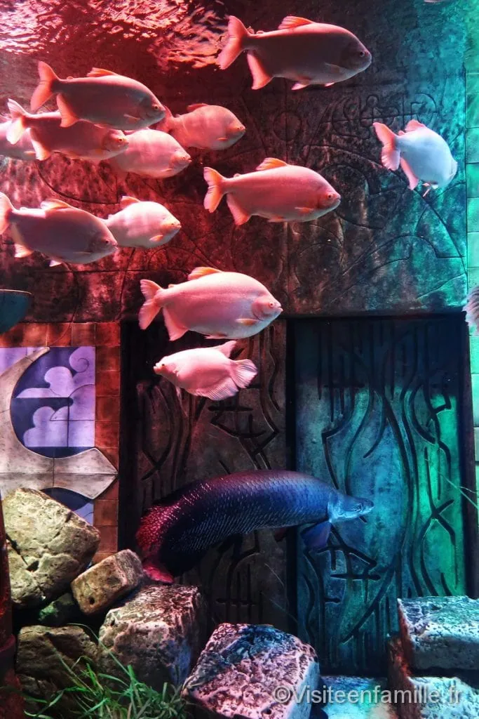 aquarium