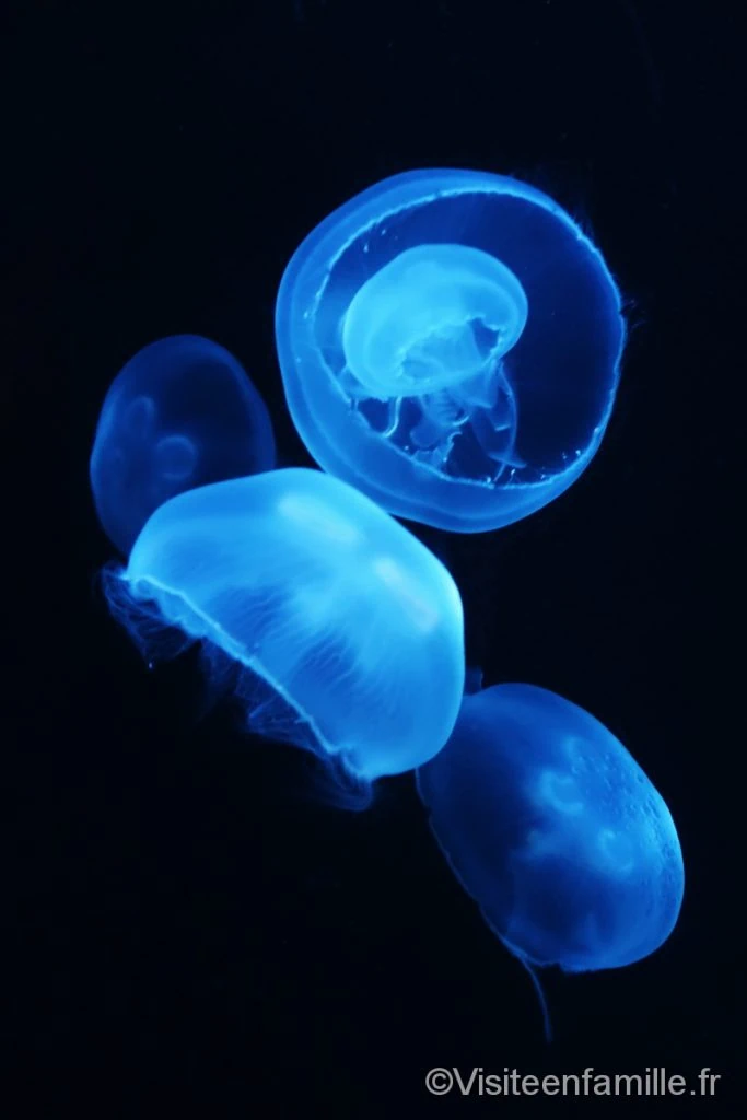 aquarium