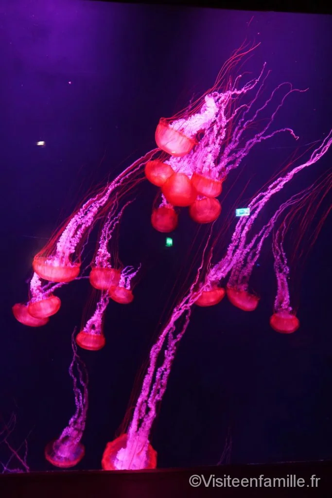aquarium
