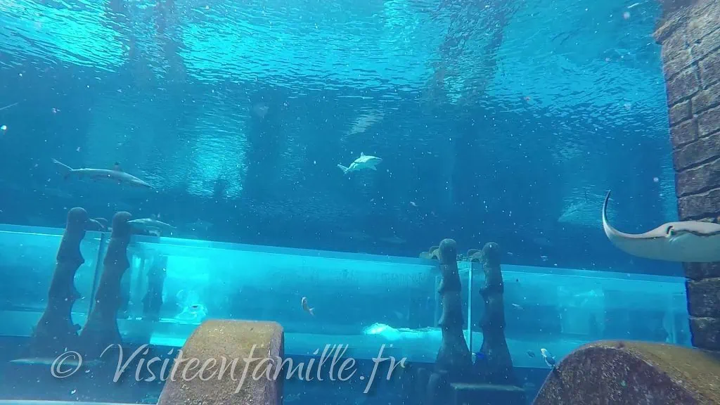 Shark safari dubai