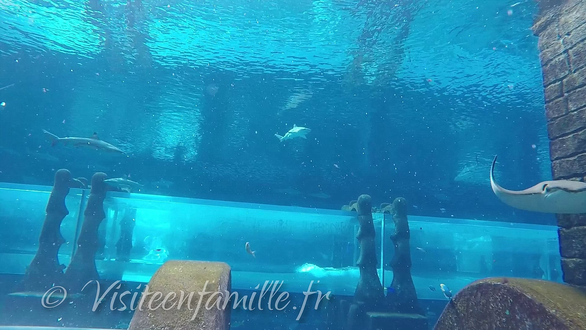 Immersion avec les raies et les requins à l'Atlantis de Dubai Visite