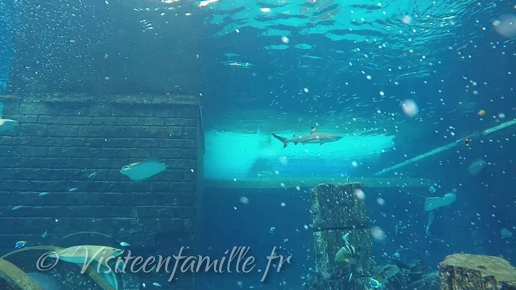 Shark safari dubai requin
