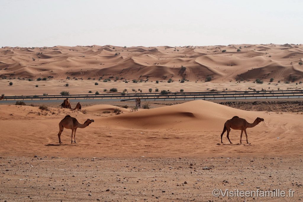 Dubaï météo la chaleur en été avec des chameaux
