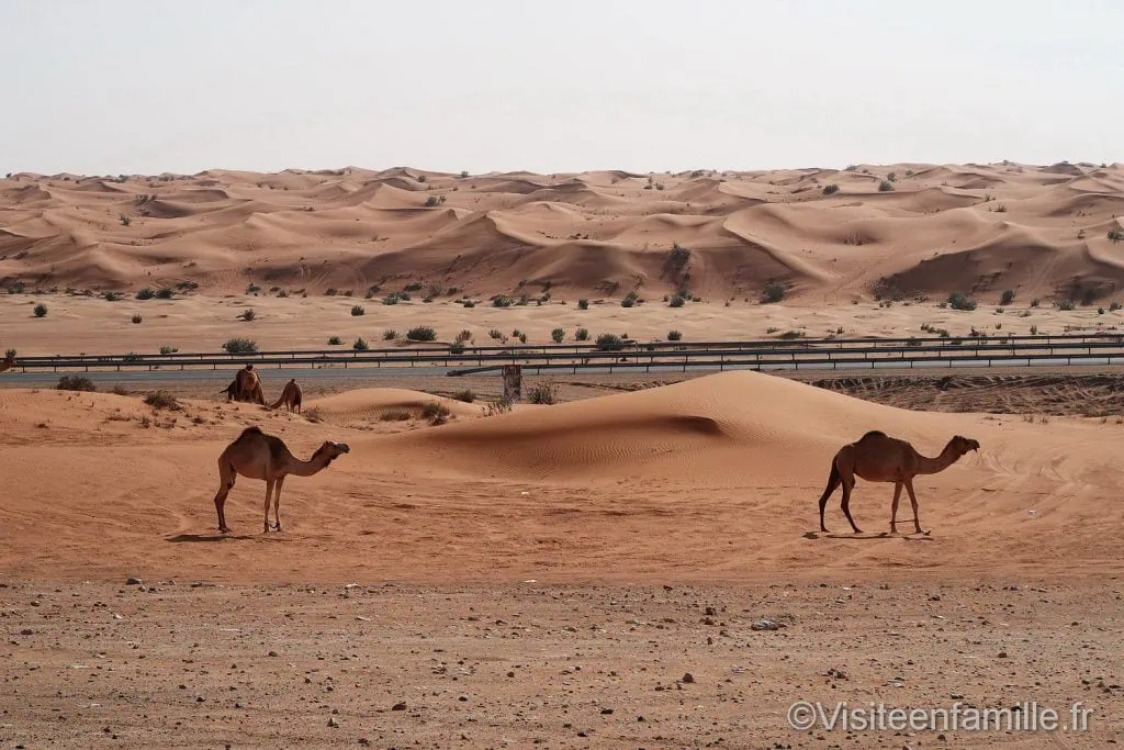 Chameau dans le desert de dubai