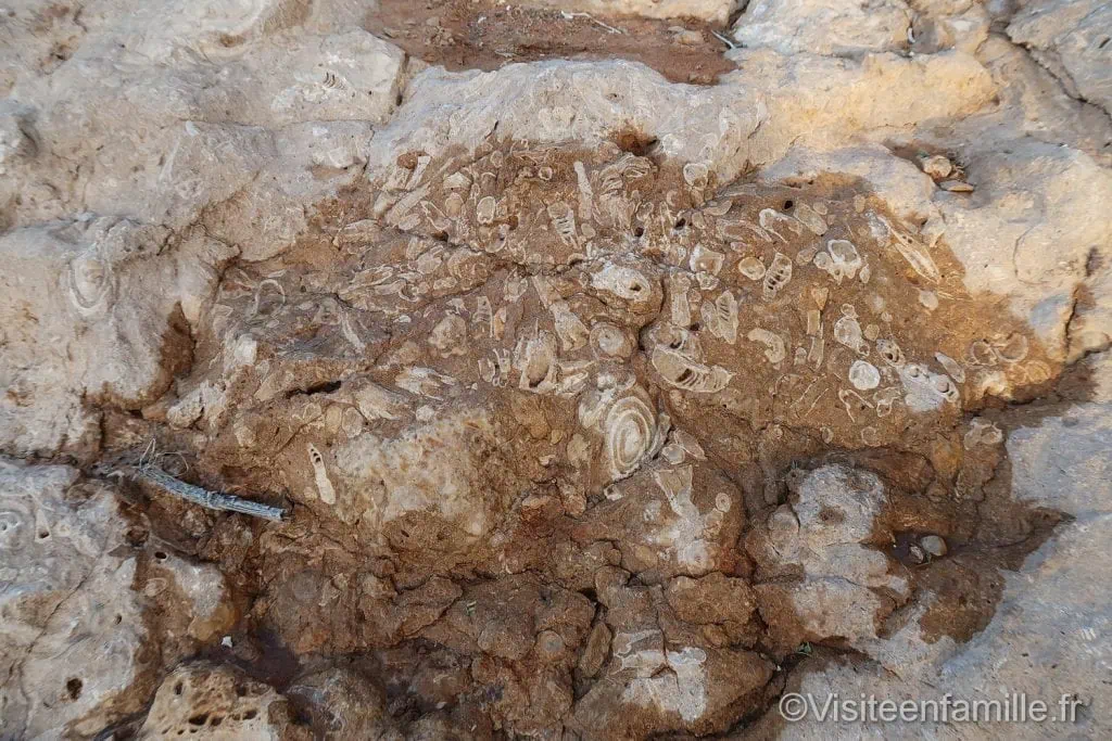 Fossil rock