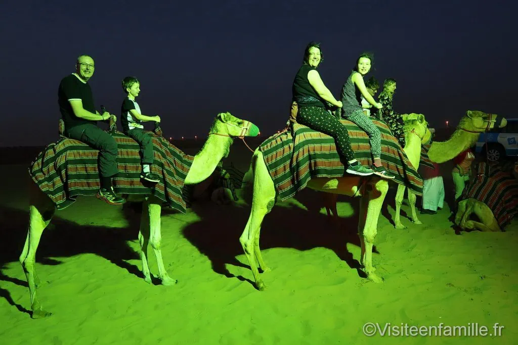 chameau dubai