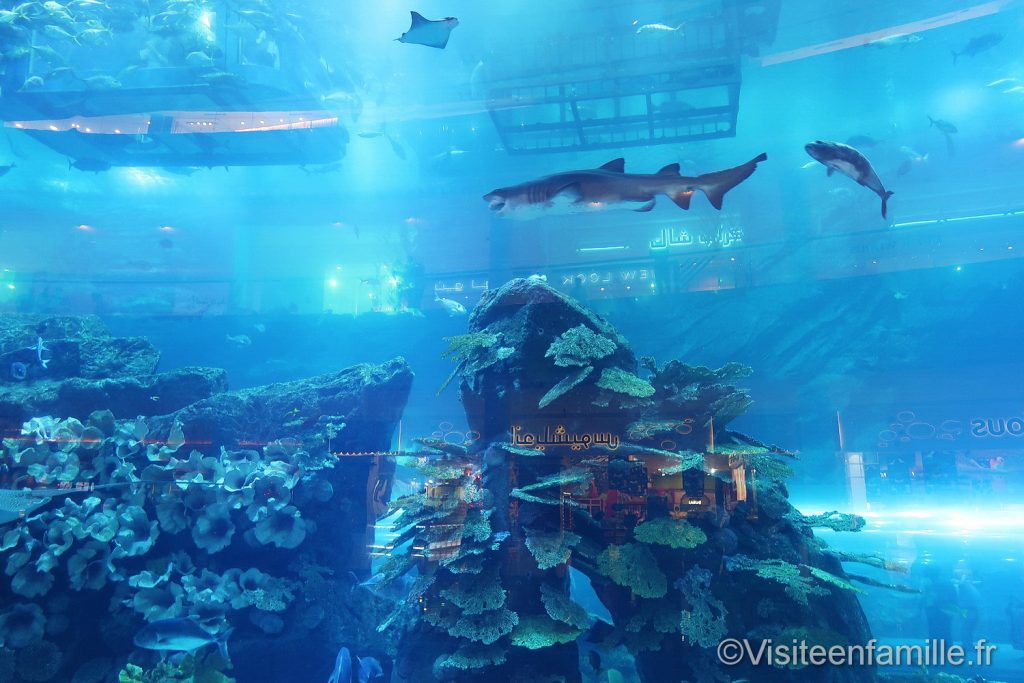 underwater zoo Dubai mall