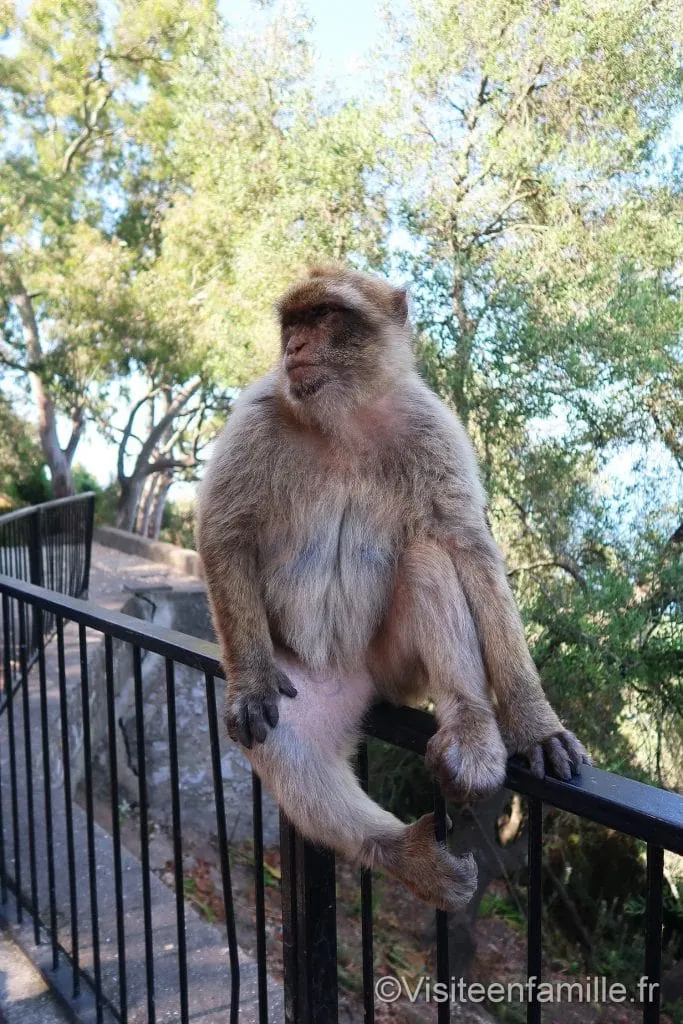 Singe Gibraltar