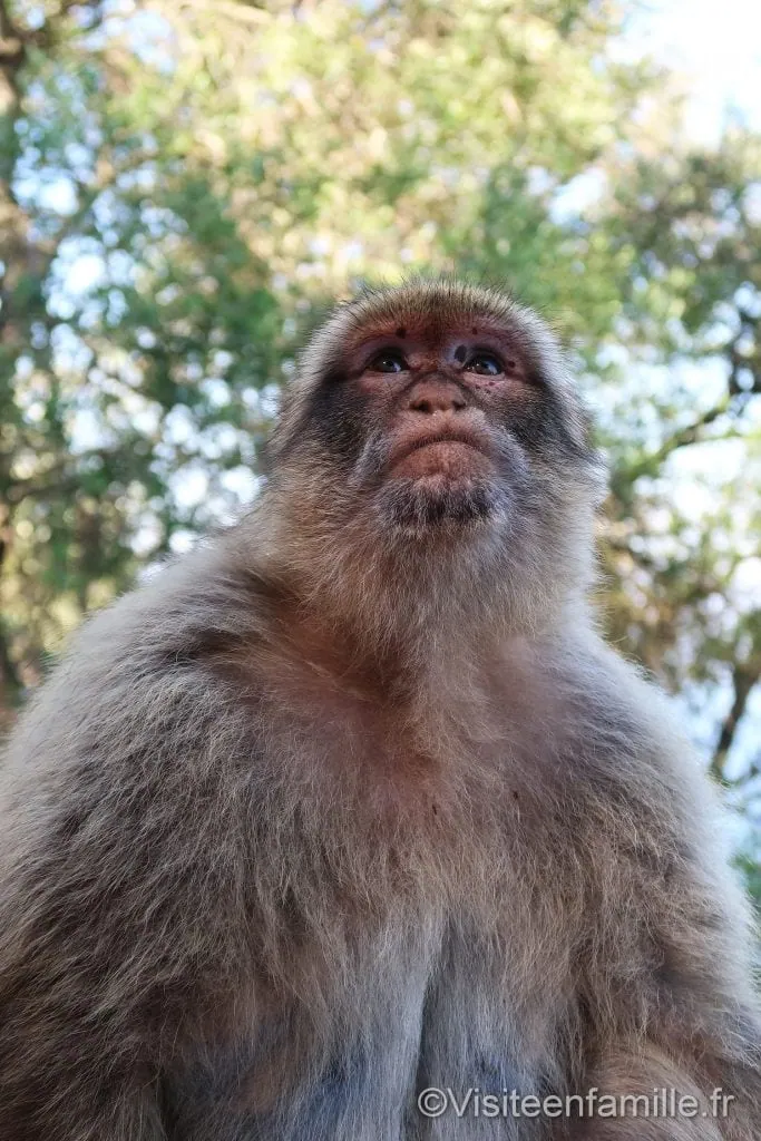 Singe Gibraltar