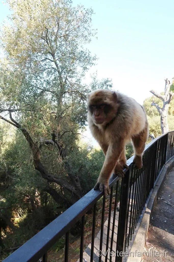 Singe Gibraltar